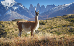 Guanaco im Nationalpark Torres del Paine