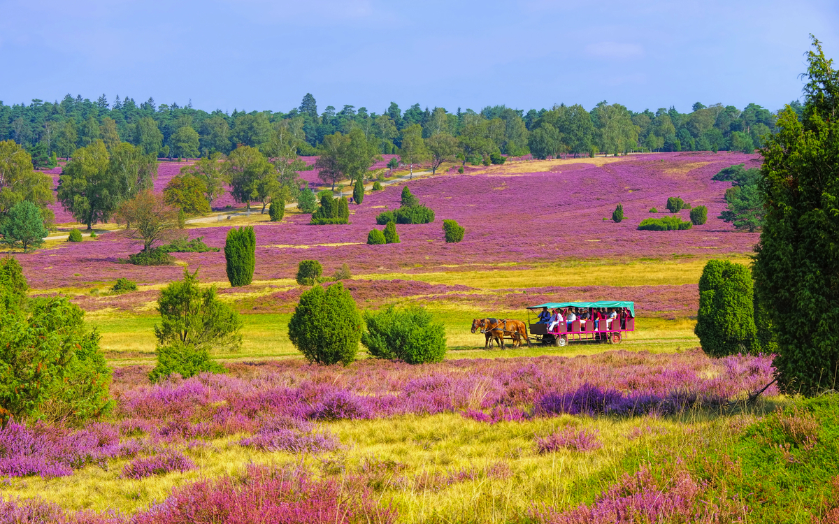 Lüneburger Heide im Herbst bei Wilsede - © LianeM - stock.adobe.com