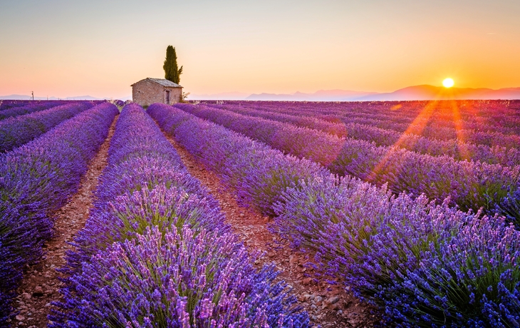 © ronnybas - Fotolia - lila Lavendel in Valensole