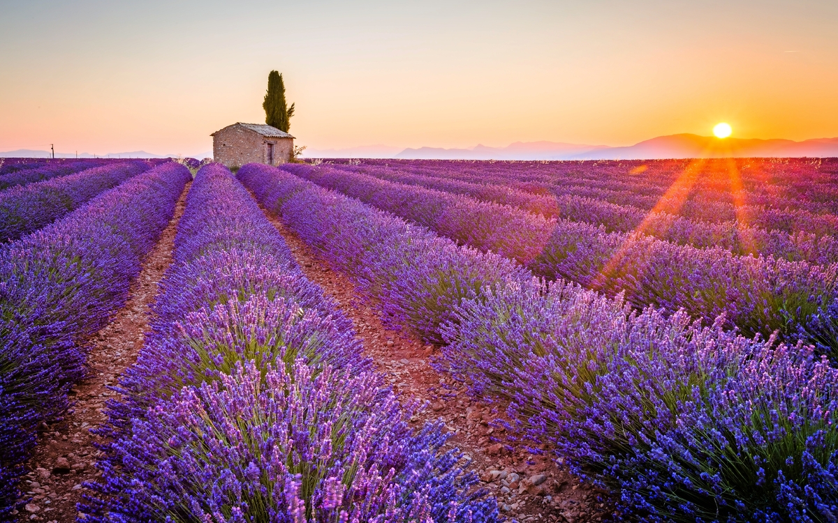 lila Lavendel in Valensole - © ronnybas - Fotolia