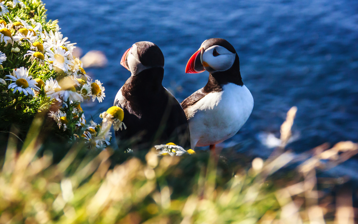 Papageientaucher - ©Victorflowerfly - stock.adobe.com