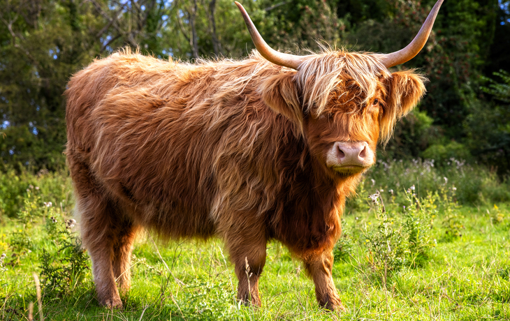 © Brian Jackson - stock.adobe.com - Schottisches Hochlandrind