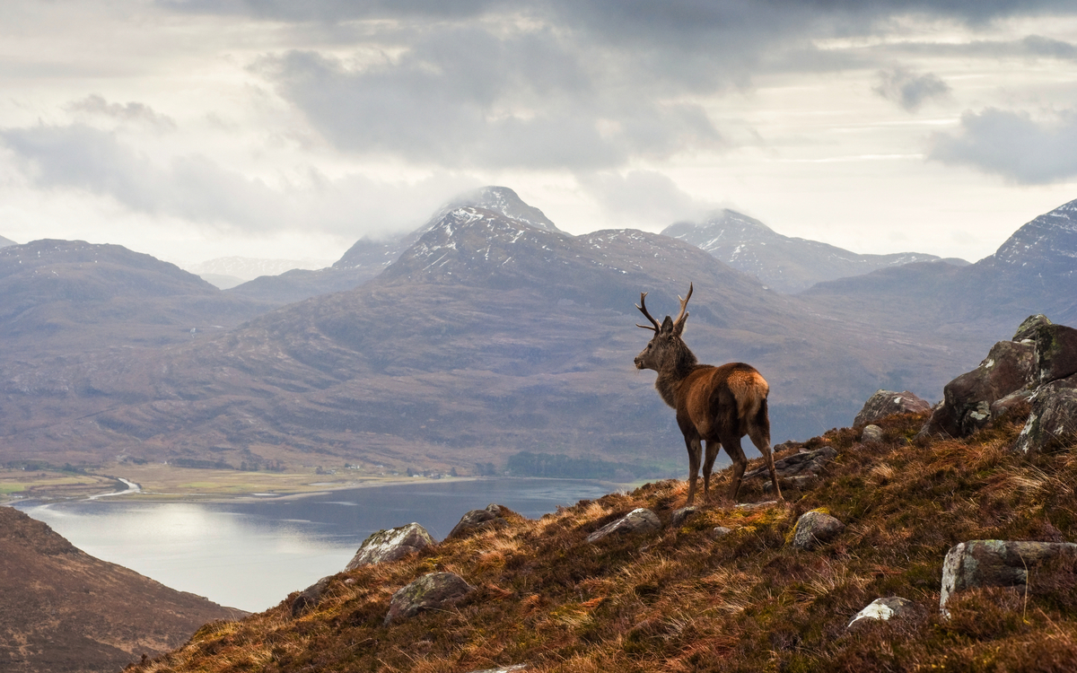 Hirsch in den Schottischen Highlands - © travelwitness - stock.adobe.com