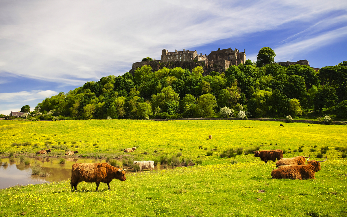 Hochlandrinder vor Stirling Castle in Schottland, Vereinigtes Königreich - ©gornostaj - stock.adobe.com