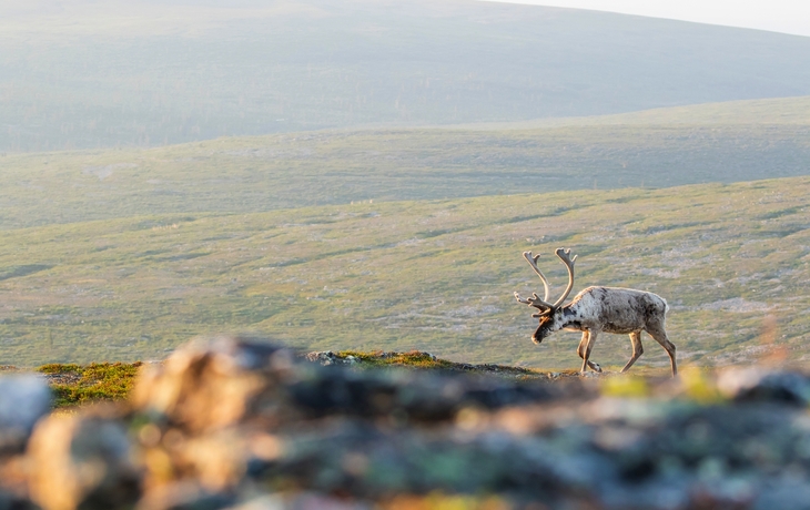 © Kersti Lindstrom/Shutterstock