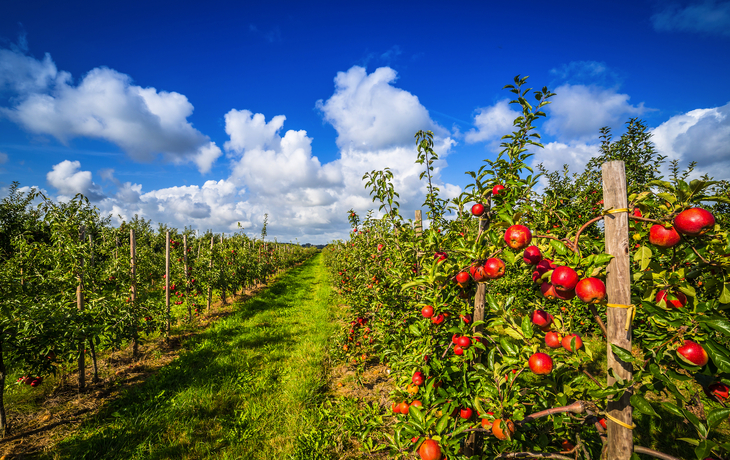 Altes Land südlich der Elbe in Hamburg und in Niedersachsen, Deutschland - ©powell83 - stock.adobe.com