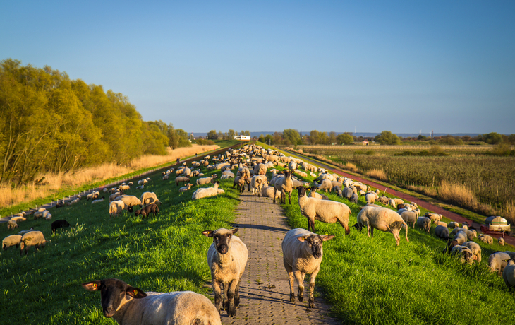 Altes Land südlich der Elbe in Hamburg und in Niedersachsen, Deutschland - ©powell83 - stock.adobe.com