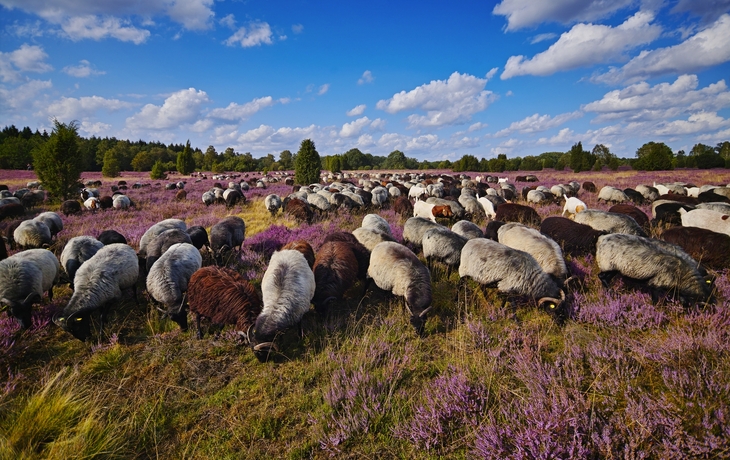Heidschnucken in der Lüneburger Heide, Deutschland - ©RuZi - stock.adobe.com