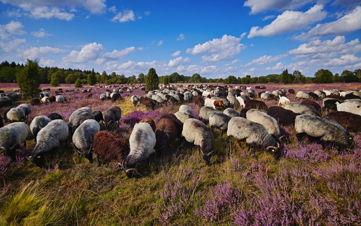 Heidschnucken in der Lüneburger Heide, Deutschland - ©RuZi - stock.adobe.com