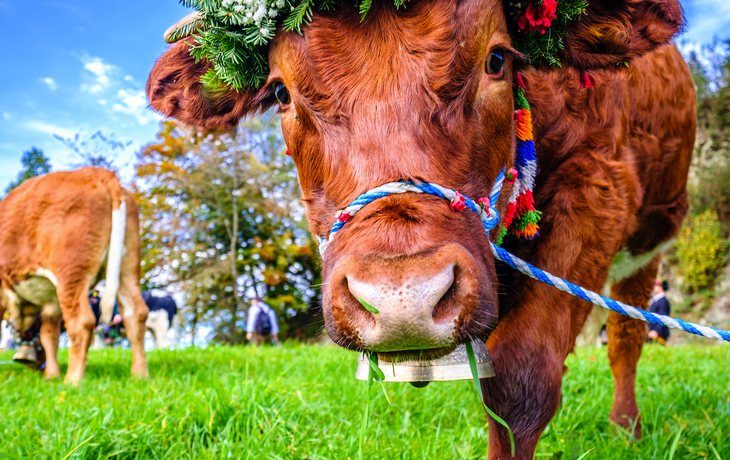 © Ralph Hoppe - www.FooTToo.de - Almabtrieb