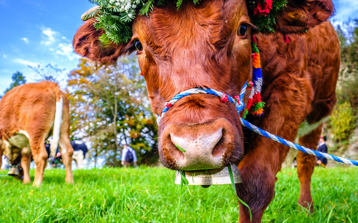 Almabtrieb - © Ralph Hoppe - www.FooTToo.de