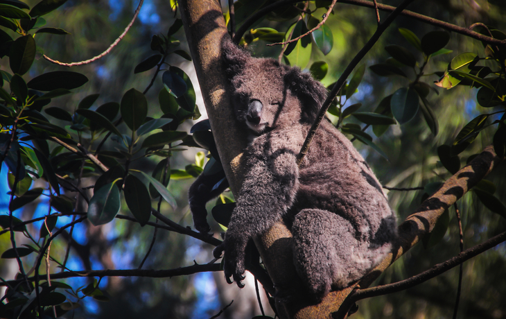 © AltairSe/Shutterstock