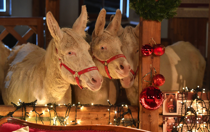 Gut Aiderbichl  - © Gut Aiderbichl 