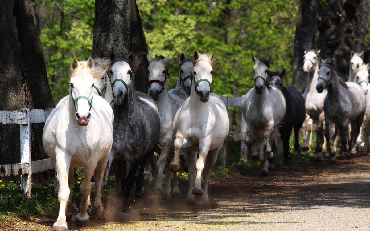 Lipizzaner auf dem Gestüt Lipica in Slowenien - ©markop - stock.adobe.com