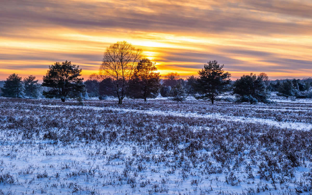 Naturpark Lüneburger Heide im Winter - © foto-select - stock.adobe.com