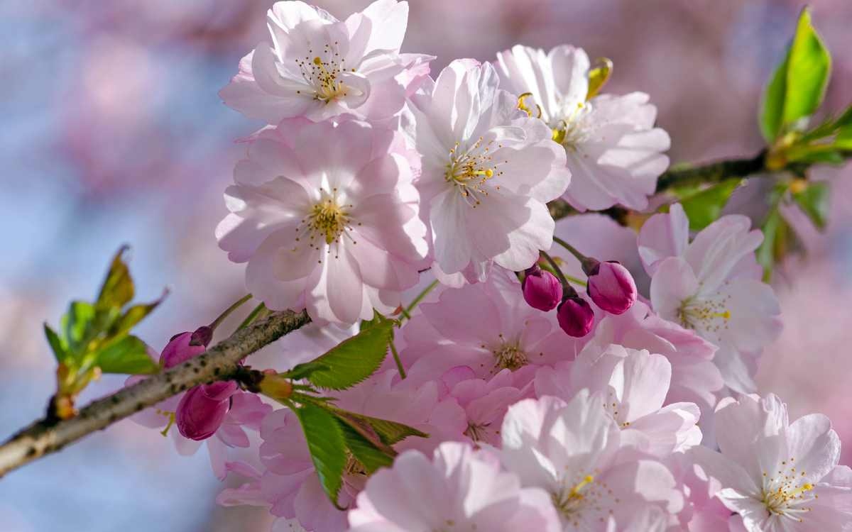 Frühlingserwachen - © doris oberfrank-list - stock.adobe.com