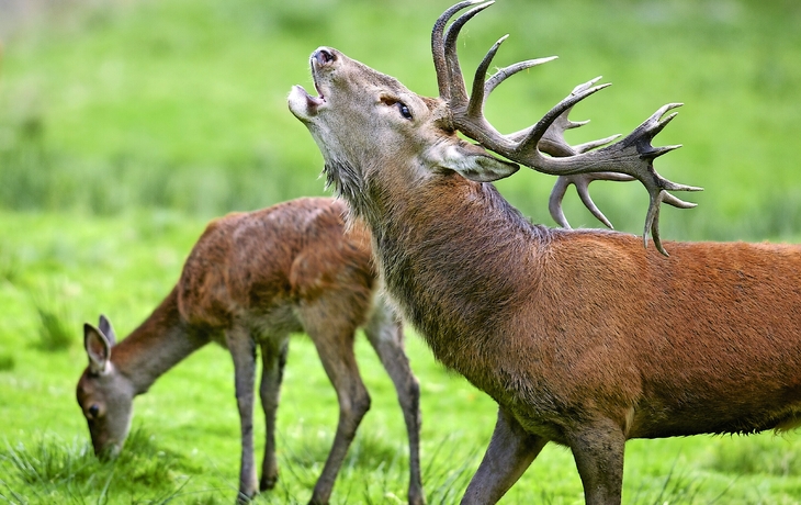 Rothirsch und Hirschkuh in der Brunft - © bietau - stock.adobe.com