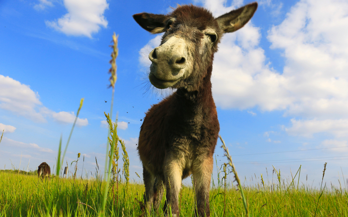 Esel auf einer Wiese - ©Željko Radojko - stock.adobe.com
