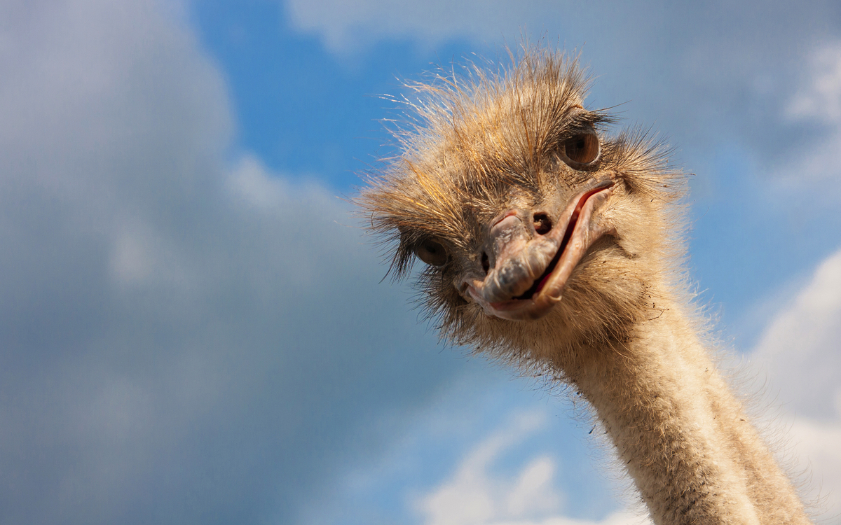 Strauß - © Gusak - stock.adobe.com