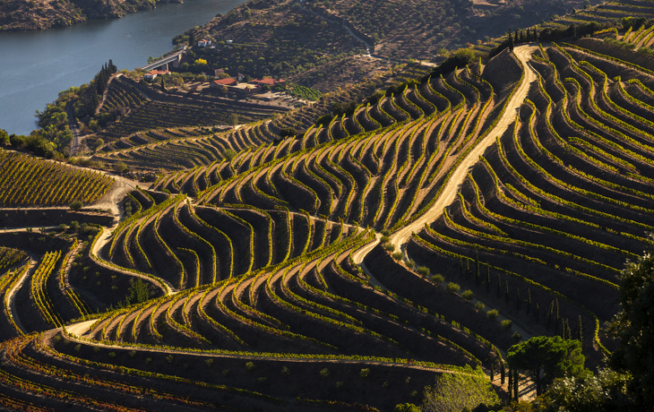 Kulturerbe der UNESCO: die wunderschönen endlosen Reihen der Weinberge des Douro-Tals - © bruno ismael alves - stock.adobe.com