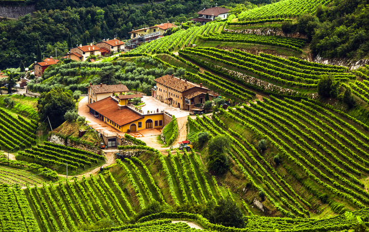 Weinbaugebiet Valpolicella  - © Francesco Valenti