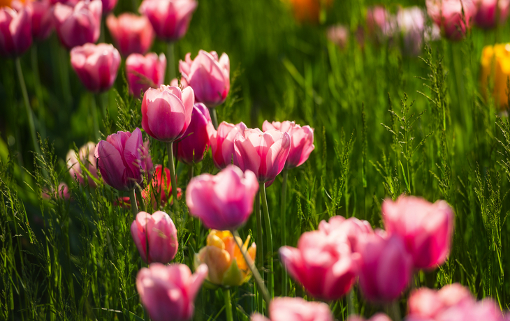Tulpenfeld im Arboretum Volčji Potok - © Matic Štojs Lomovšek - stock.adobe.com