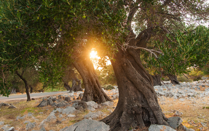 Sonnenuntergang über einem Olivenhain - ©Anna Kwiatkowska - stock.adobe.com