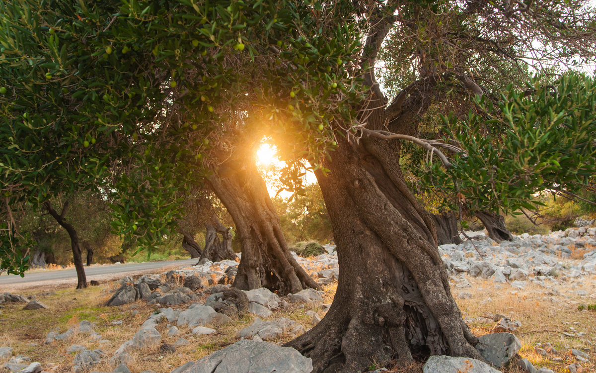 Sonnenuntergang über einem Olivenhain - ©Anna Kwiatkowska - stock.adobe.com