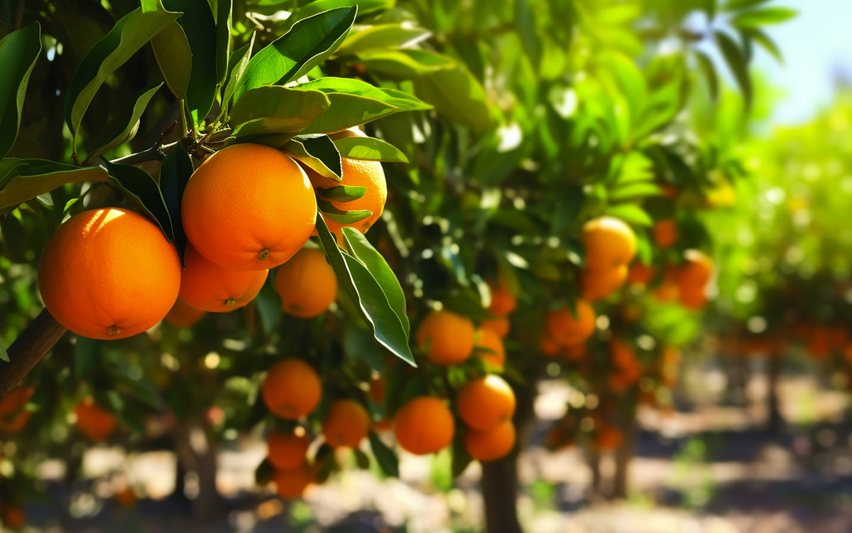 Orangen auf Bäumen ernten - © Sheviakova - stock.adobe.com