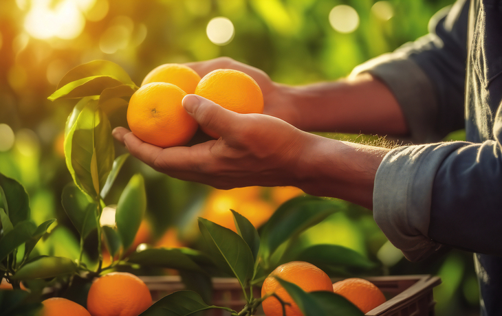 Nahaufnahme männlicher Bauernhände, die Orangen oder Mandarinen pflücken