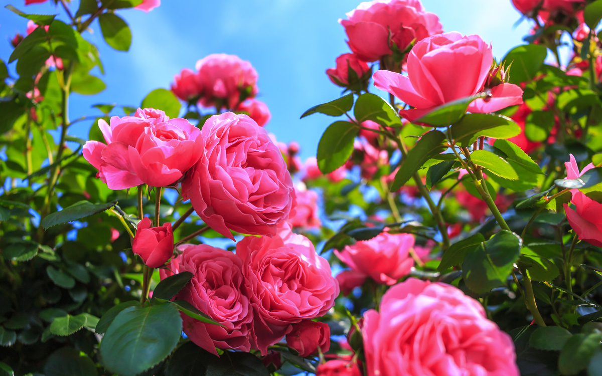 rosa Rosen - © TOMO - stock.adobe.com