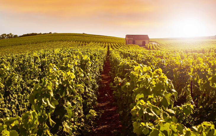 Champagne Weinberge bei Sonnenuntergang - © geniusksy - Fotolia