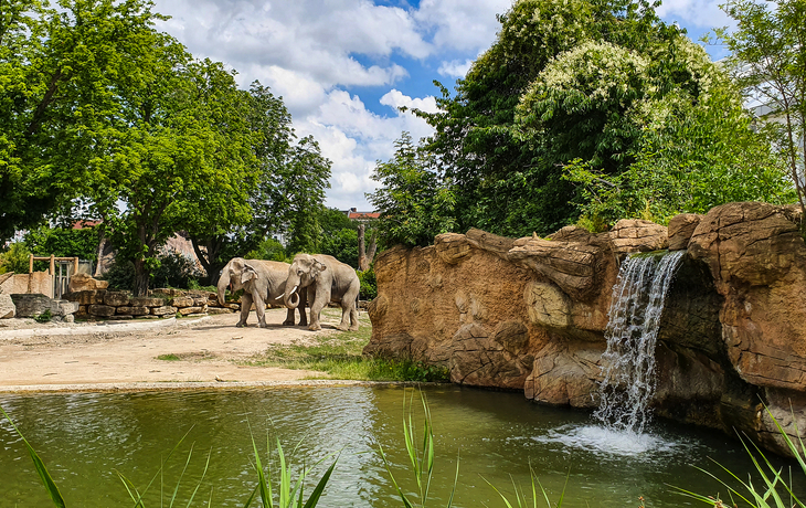 Elefanten im Zoo Leipzig // Elephants in the zoo Leipzig - © TMGS mbH/rRFB ReadyForBoarding.pl