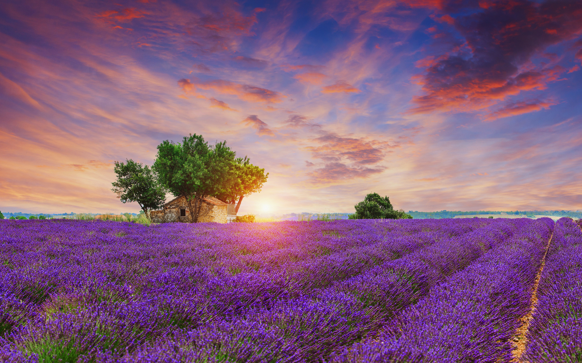 blühende Lavendelfelder in Valensole - © Igor - stock.adobe.com