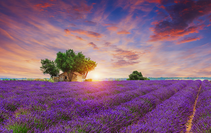 blühende Lavendelfelder in Valensole