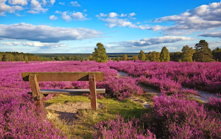 Lüneburger Heide, Deutschland - © BVpix - Fotolia
