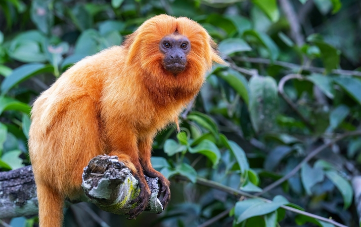 © Lukas Kovarik/Shutterstock