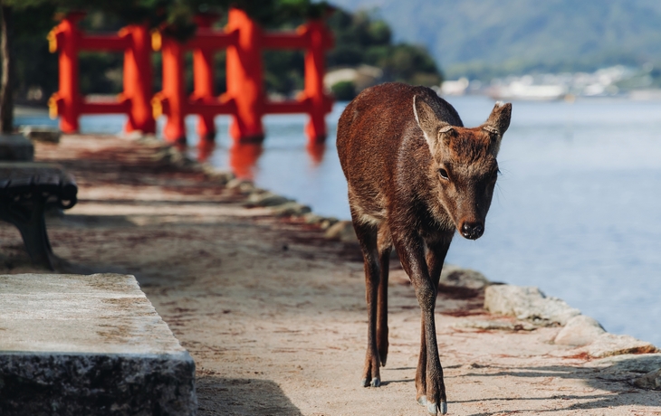 © WorldWide/Shutterstock