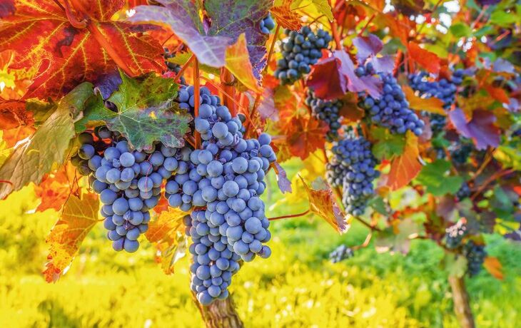 Reife Trauben hängen an einer Weinrebe, umgeben von leuchtend rot und grün verfärbten Blättern. - © pure-life-pictures - Fotolia